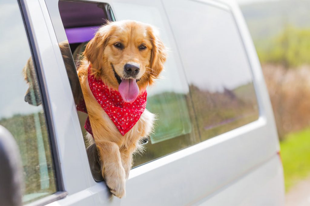 Safety Measures: Ensuring Passengers’ Well-being in Pet Taxi Services in Singapore