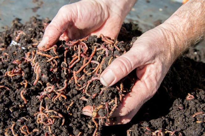 5 Things You Need For a Worm Composting Project